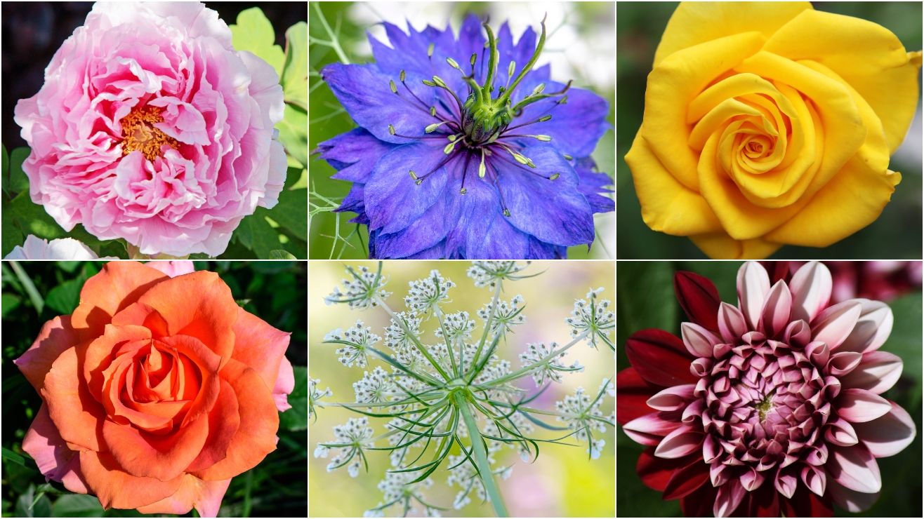 20 Plants Perfect For A Cut Flower Garden Growing Cut Flowers