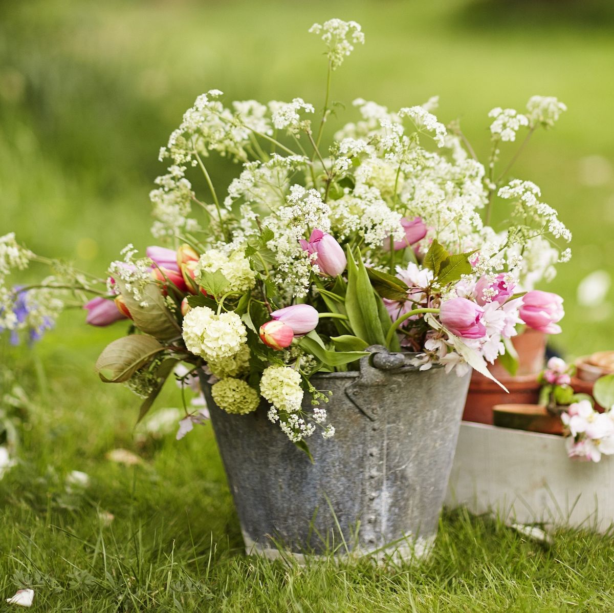 When Will My Wildflowers Bloom? - Homegrown Garden
