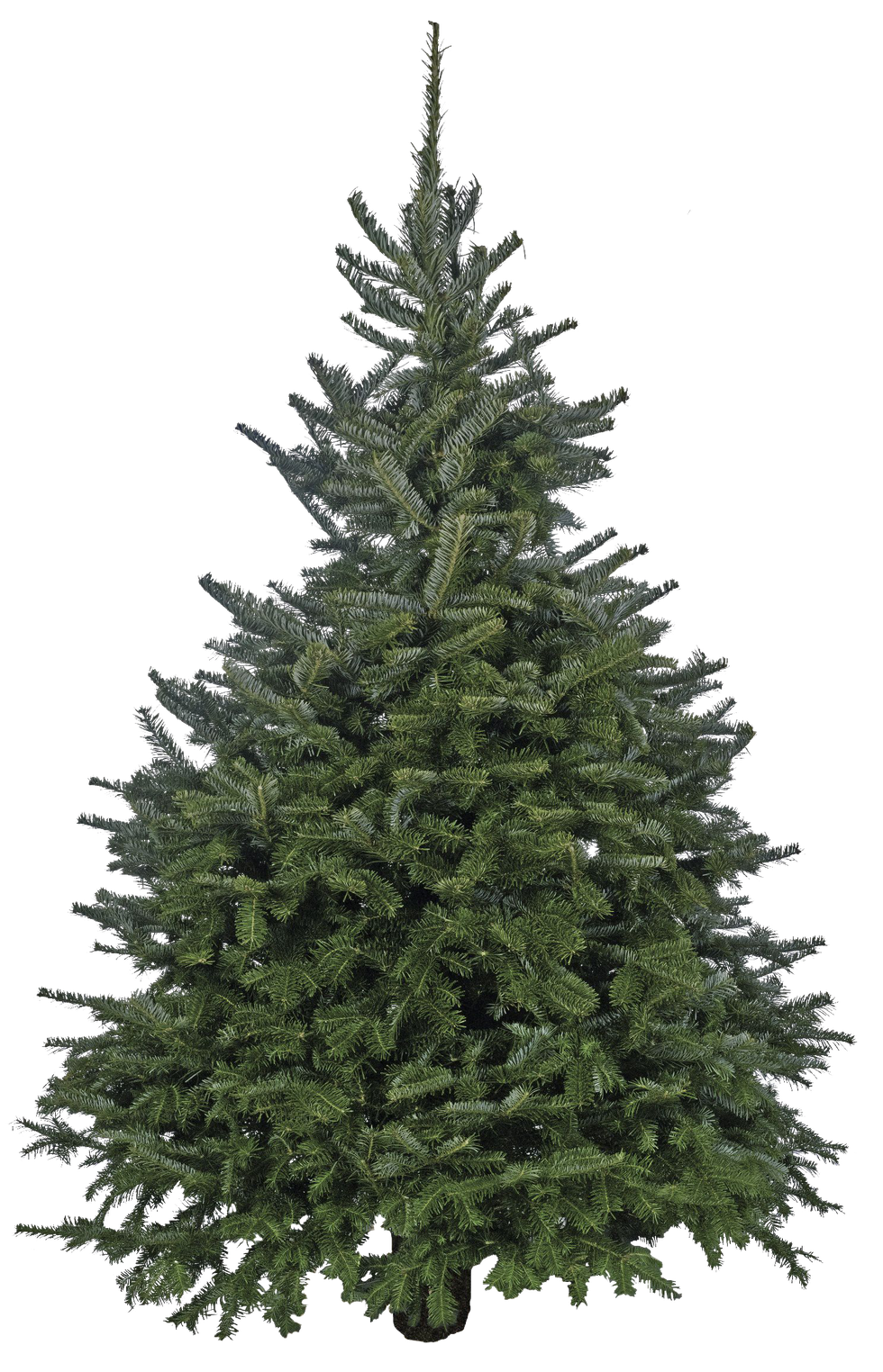Cut Fraser Fir Christmas Tree