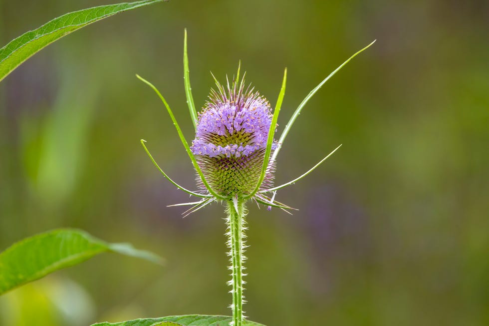 Milk thistle with leaves