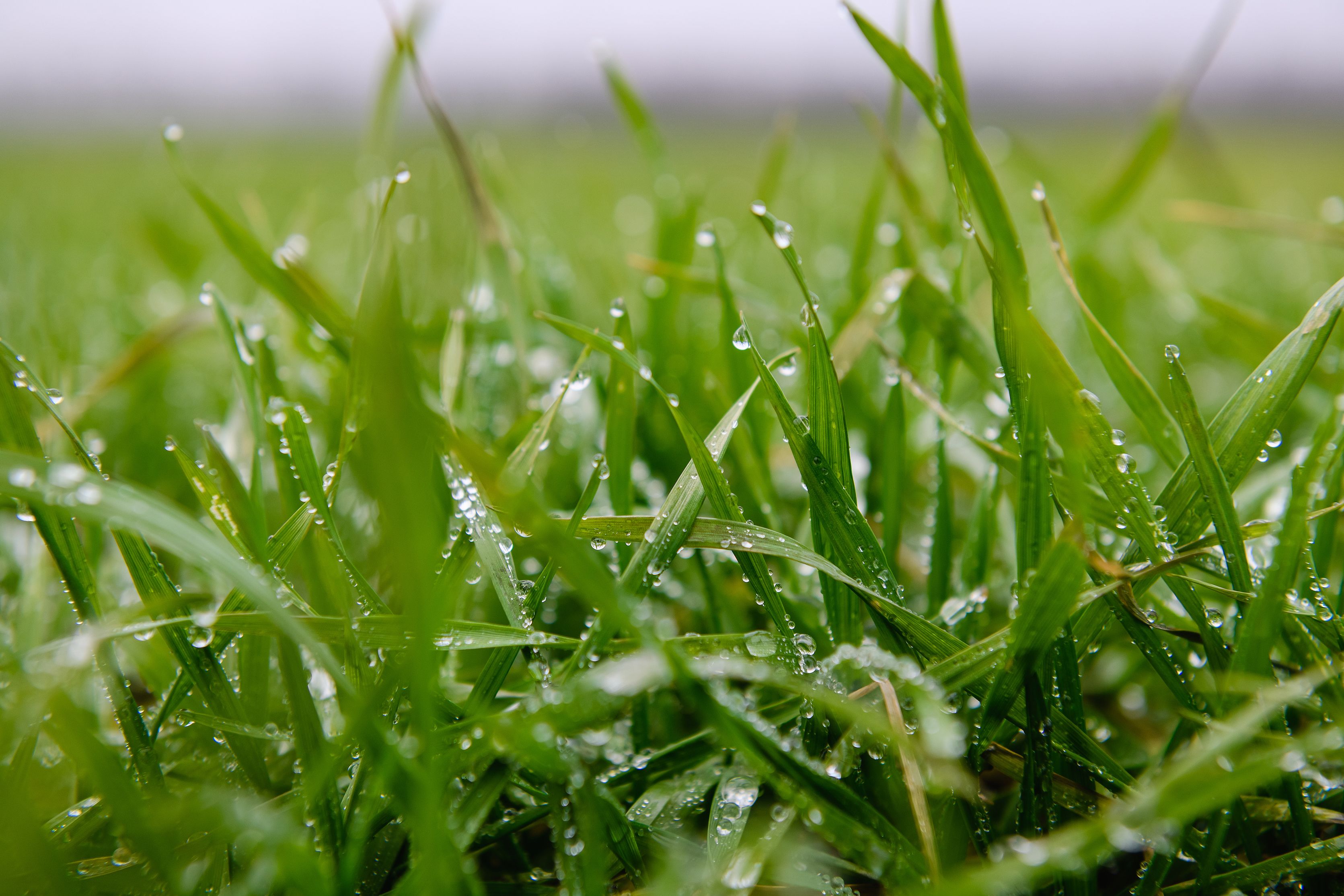 Cutting grass while online wet