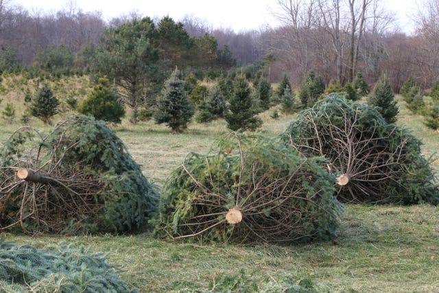 How To Cut Your Own Christmas Tree