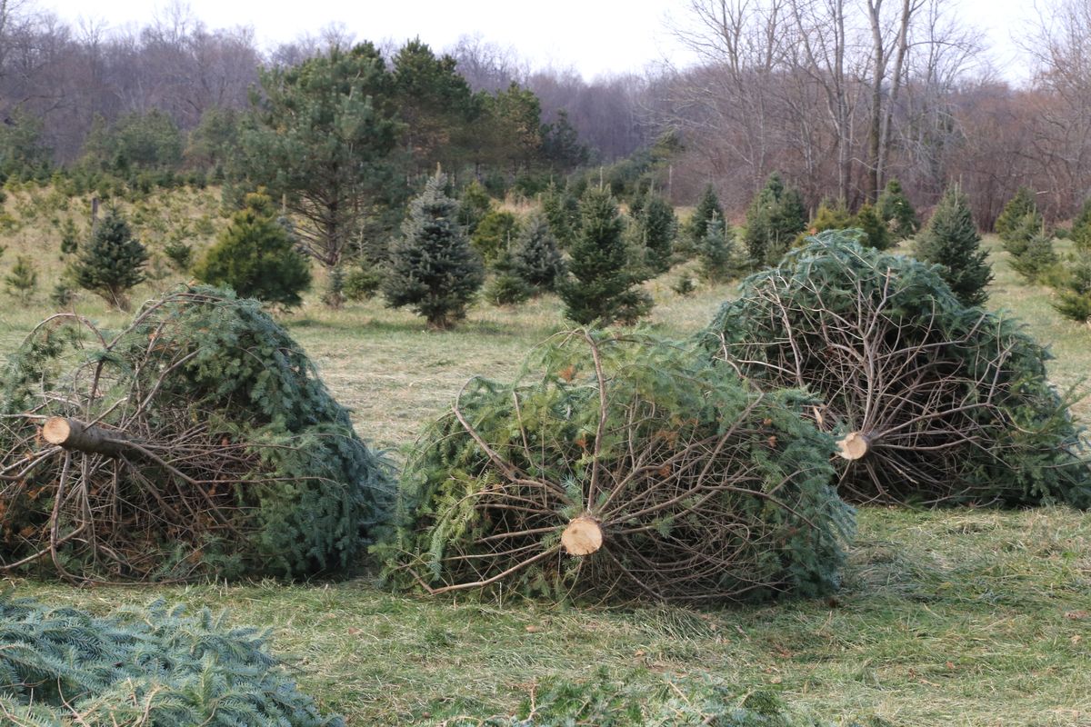 cut your own christmas tree farm