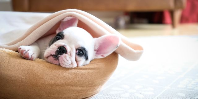 https://hips.hearstapps.com/hmg-prod/images/cute-8-weeks-old-pied-french-bulldog-puppy-resting-royalty-free-image-949234550-1546276239.jpg?crop=1.00xw:0.752xh;0,0.0505xh&resize=640:*