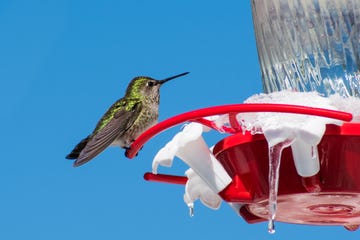 cute anna's hummingbird sitting on a garden feeder on an unusual cold winter day part of the feeder is frozen and covered by ice san jose, south san francisco bay area, california