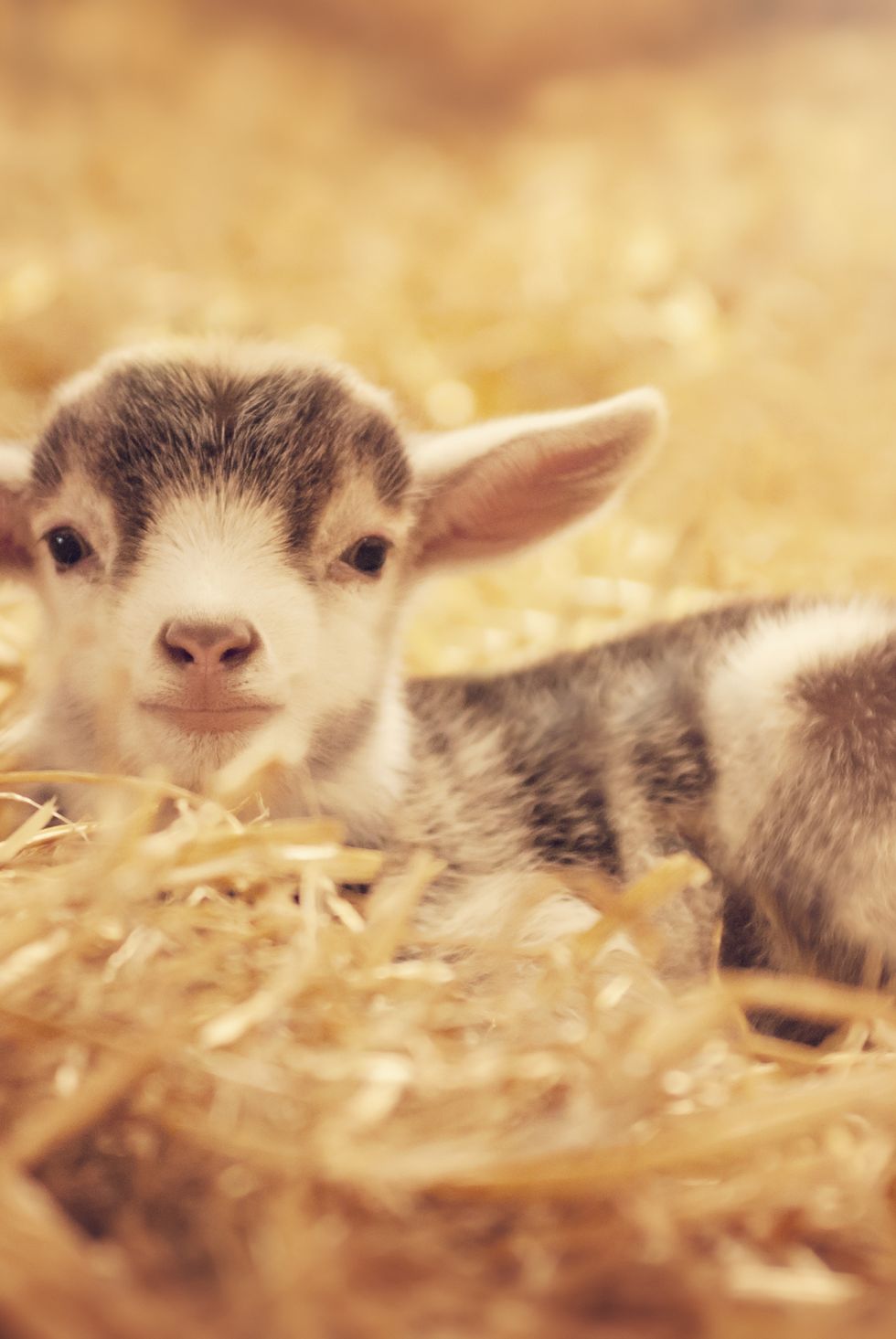 cute baby animals goat