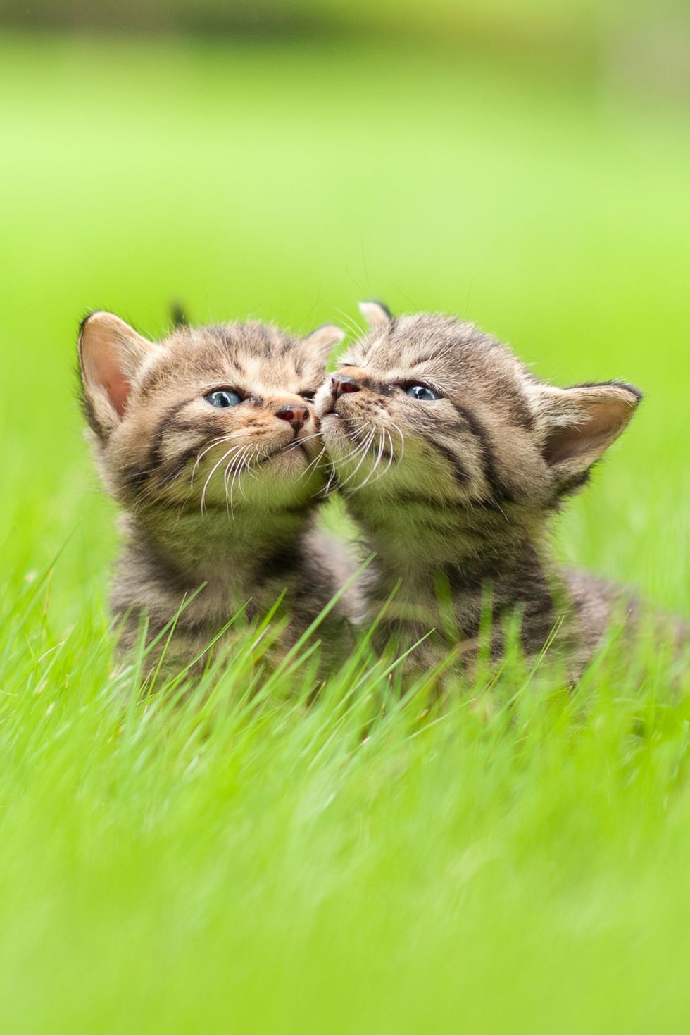 cute baby animals kittens