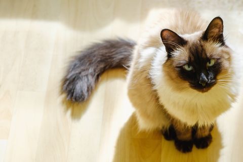 Cute Balinese cat sitting comfortable in the afternoon sunlight that leaks into the living room.