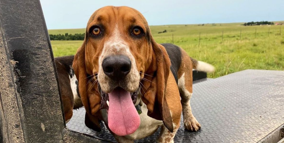 125 Best Basset Hound Names for Your New Dog