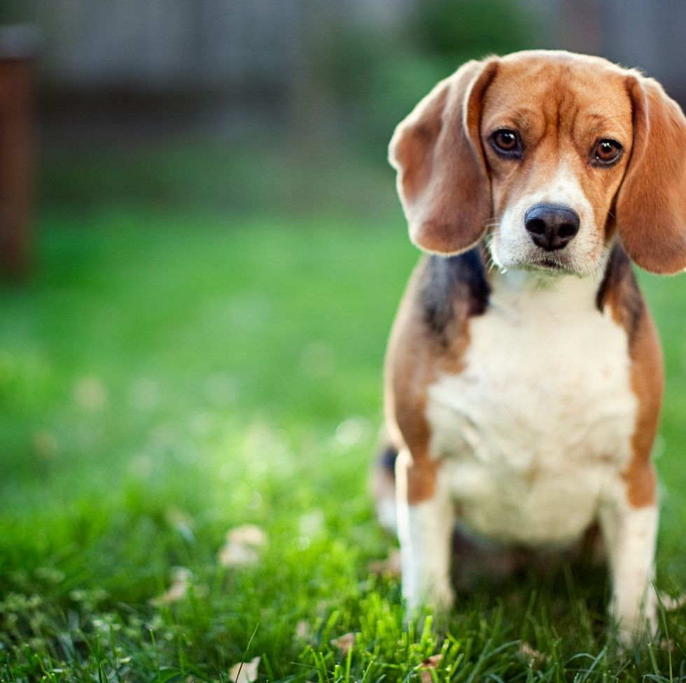 healthiest dog breeds beagle