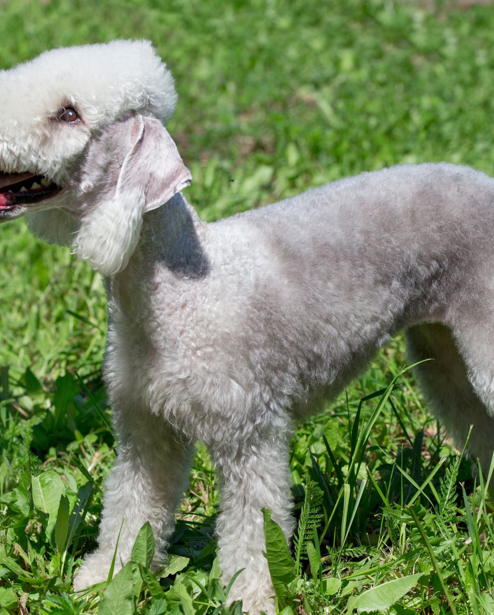 small dog breeds bedlington terrier