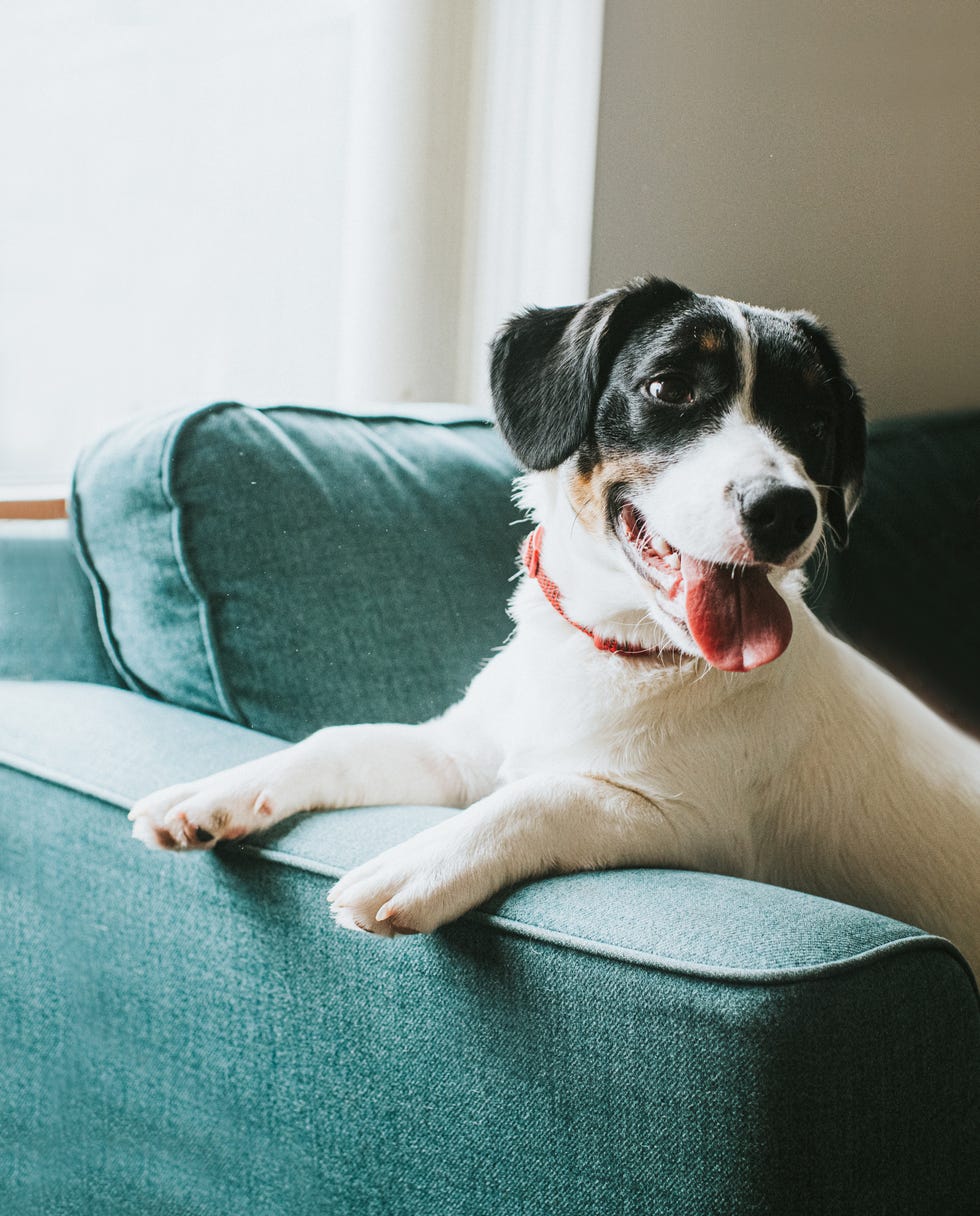 cute black and white dog sits on a blue sofa, hanging his paws over the arm of the settee