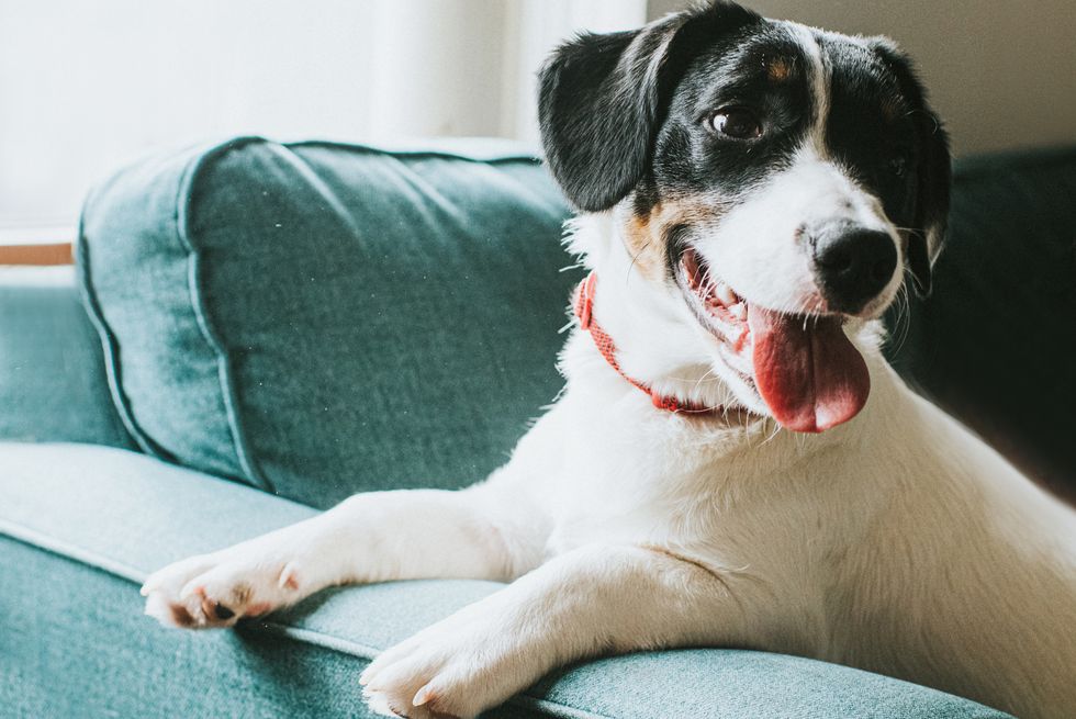cute black and white dog sits on a blue sofa, hanging his paws over the arm of the settee