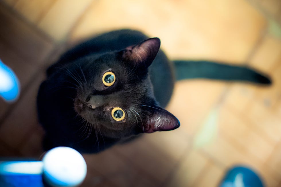 cute black cat with yellow eyes staring upward