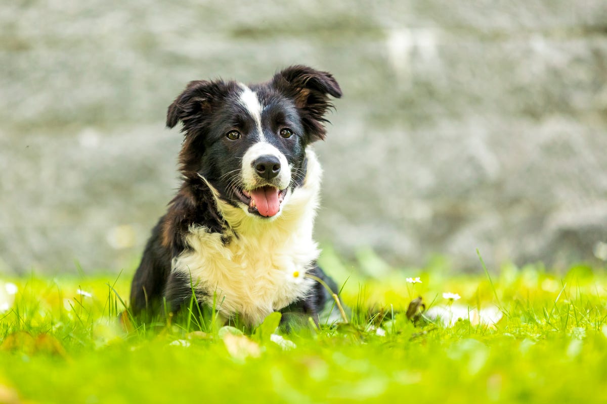 5 Top Tips For Welcoming A Rescue Dog Into Your Home