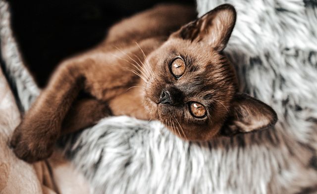cute brown burmese kitten looking at camera