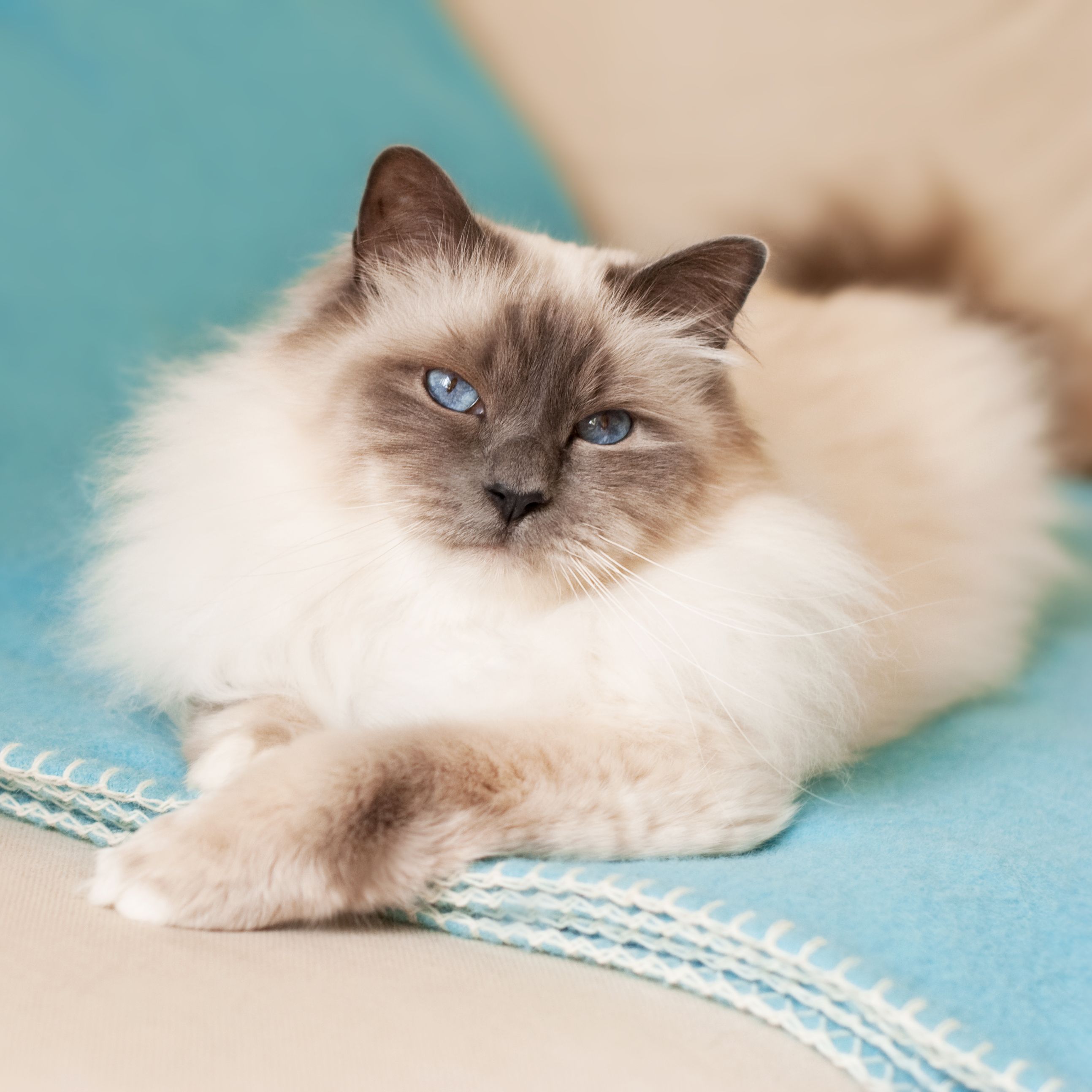 14 Cute Cat Breeds: Ragdolls, Egyptian Mau, and More