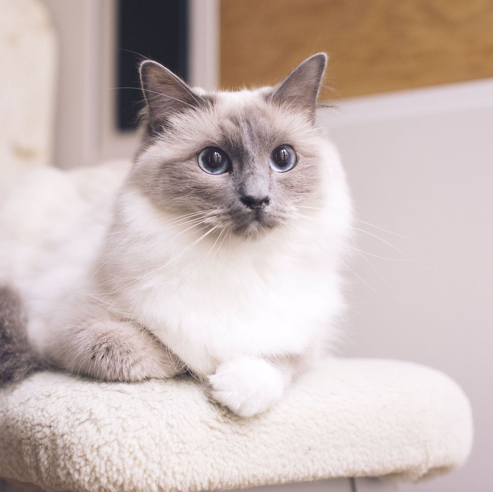 11 Cute Pictures of Ragdoll Cats  Cat breeds ragdoll, Cute cats, Cat  aesthetic