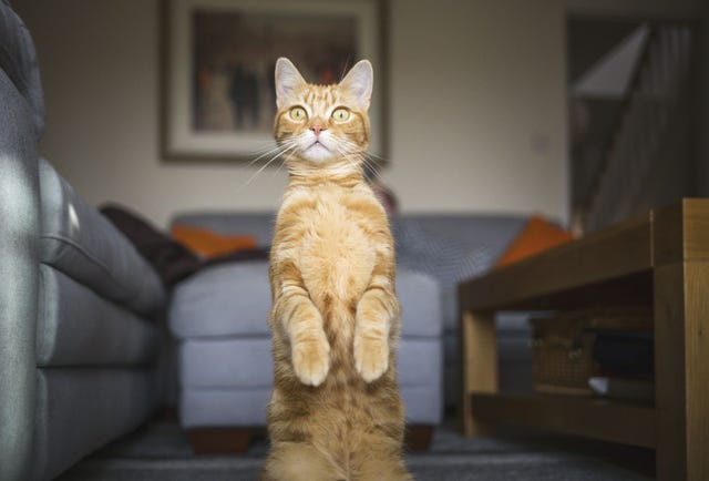 orange cat standing on two legs that you might name marmalade, mango, cheddar for his color