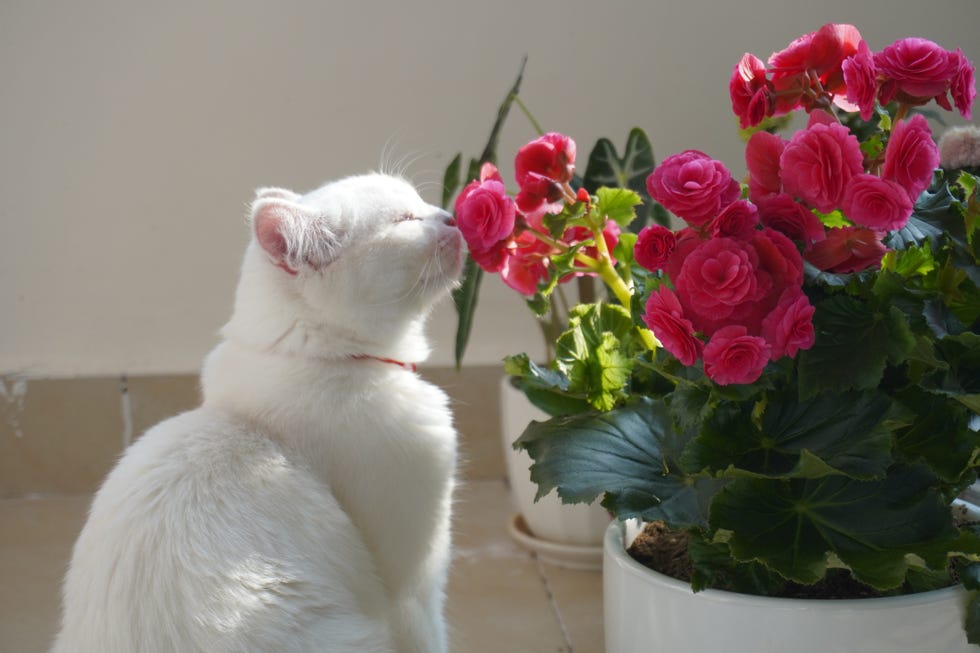 cute cat smells the flower