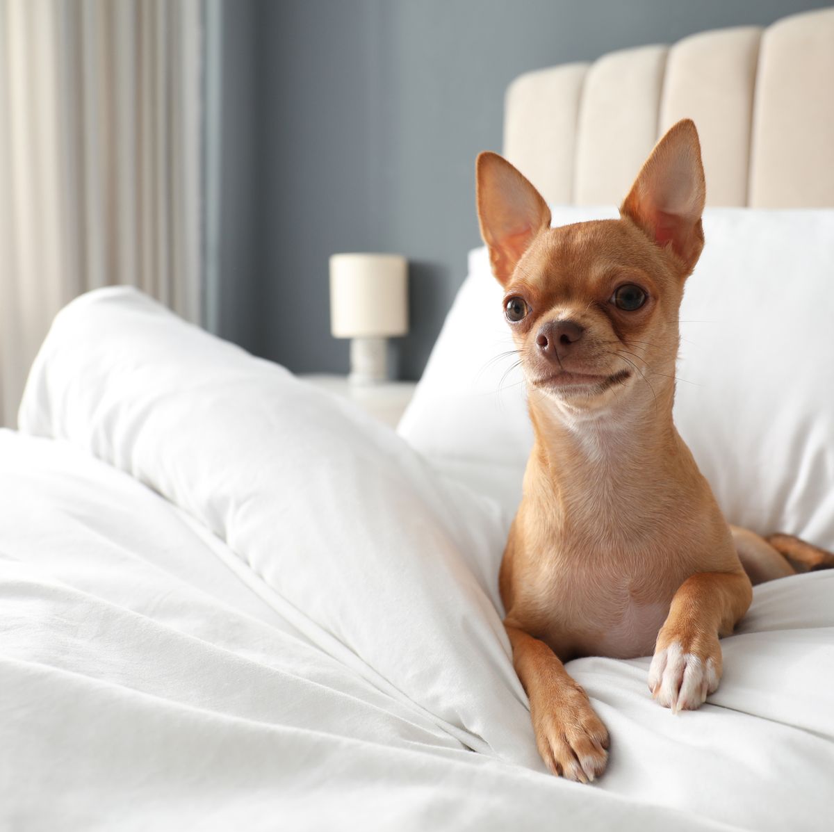 37 Best Dog-Friendly Luxury Hotels in the U.S.