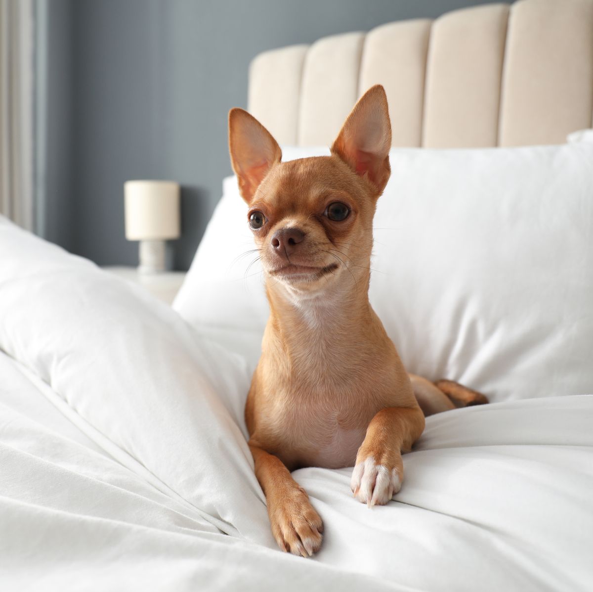 37 Best Dog Friendly Luxury Hotels In