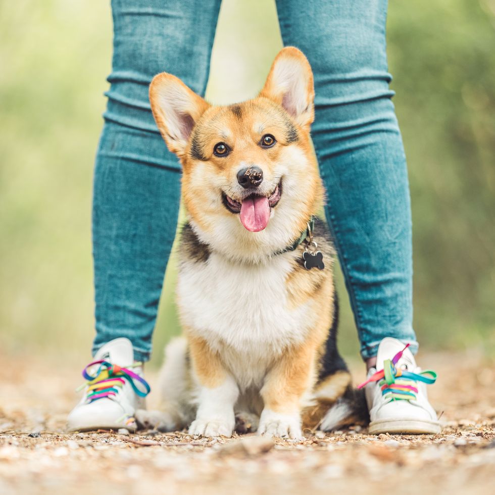 cute corgi posing in between its owner's legs.