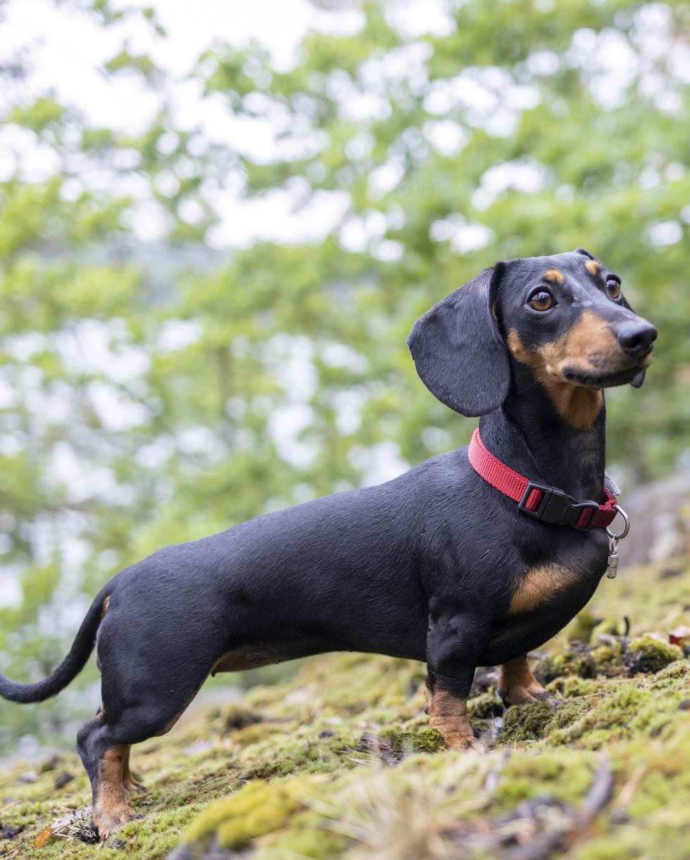 https://hips.hearstapps.com/hmg-prod/images/cute-dachshund-in-the-forest-royalty-free-image-1647334489.jpg?crop=0.535xw:1.00xh;0.0864xw,0&resize=980:*
