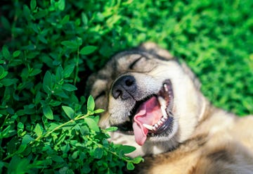 cute dog lying on green grass in spring sunny meadow funny sticking out his tongue and rolling his eyes