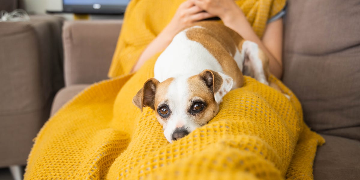 5 Myths About Your Pet’s Health, According to Veterinarians