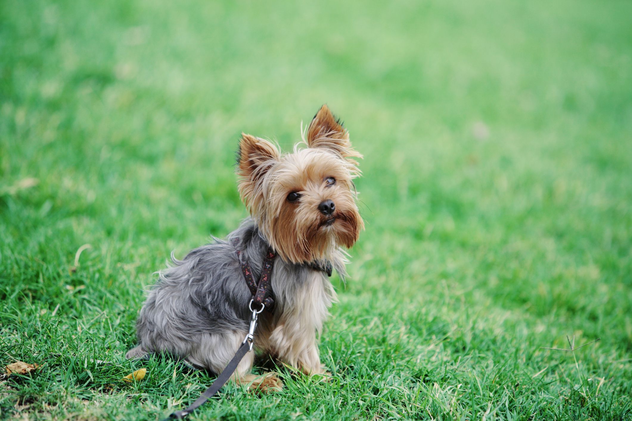 Yorkshire Terriers Facts Temperament