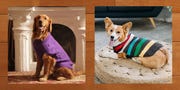 cute dog sweaters