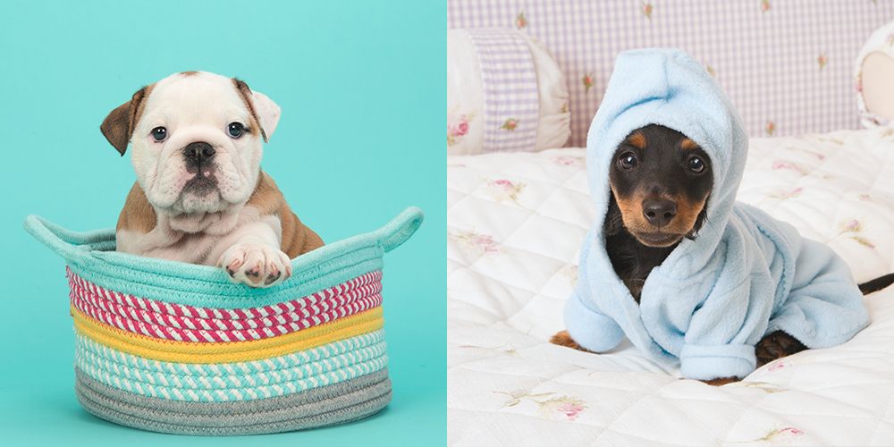 The Hardest Quiz Ever: Which Dog Is Cuter?