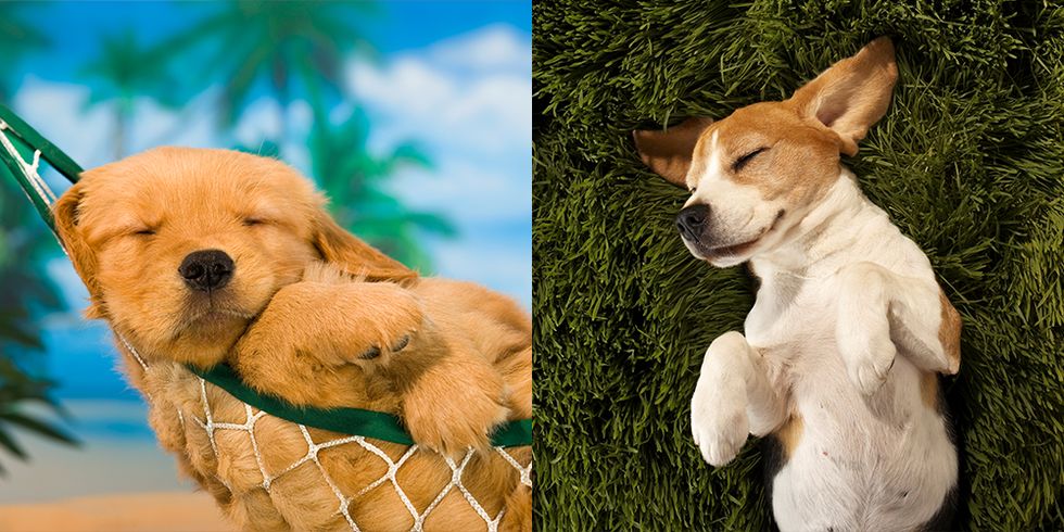 The Hardest Quiz Ever: Which Dog Is Cuter?