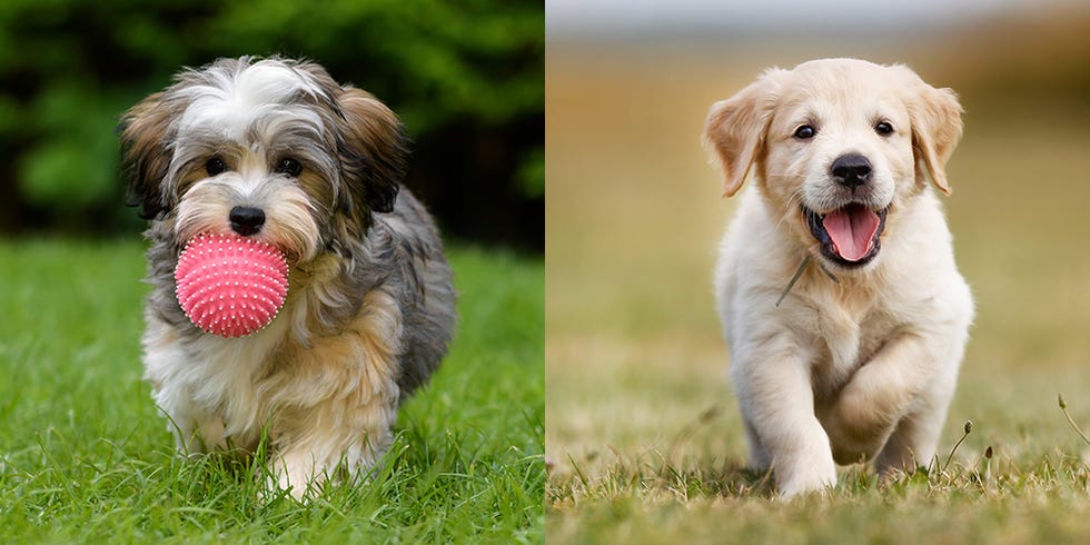 The Hardest Quiz Ever: Which Dog Is Cuter?