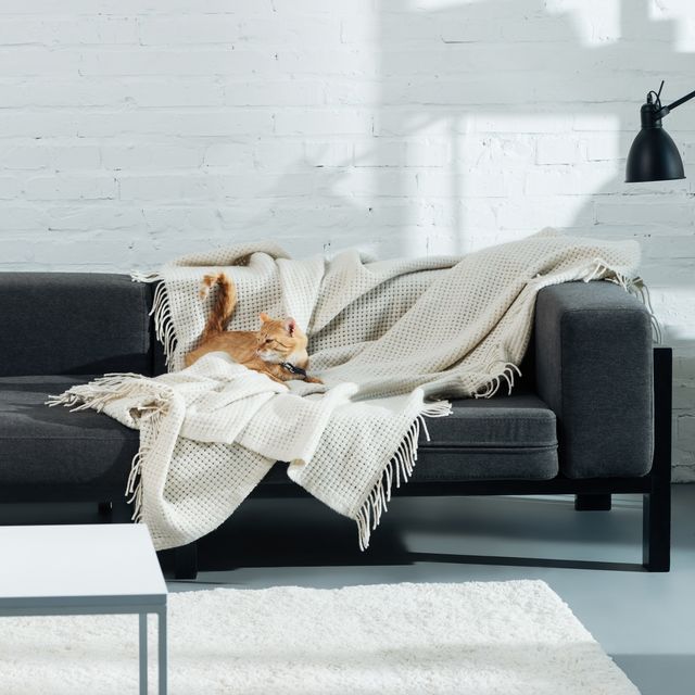 https://hips.hearstapps.com/hmg-prod/images/cute-domestic-ginger-cat-lying-on-sofa-in-living-royalty-free-image-1689948348.jpg?crop=0.668xw:1.00xh;0.304xw,0&resize=640:*