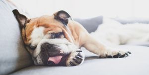 Cute English bulldog sleeping on couch