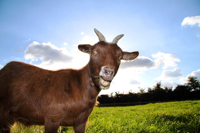 capra
