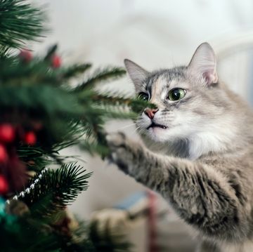 cute funny gray cat bites a Сhristmas tree