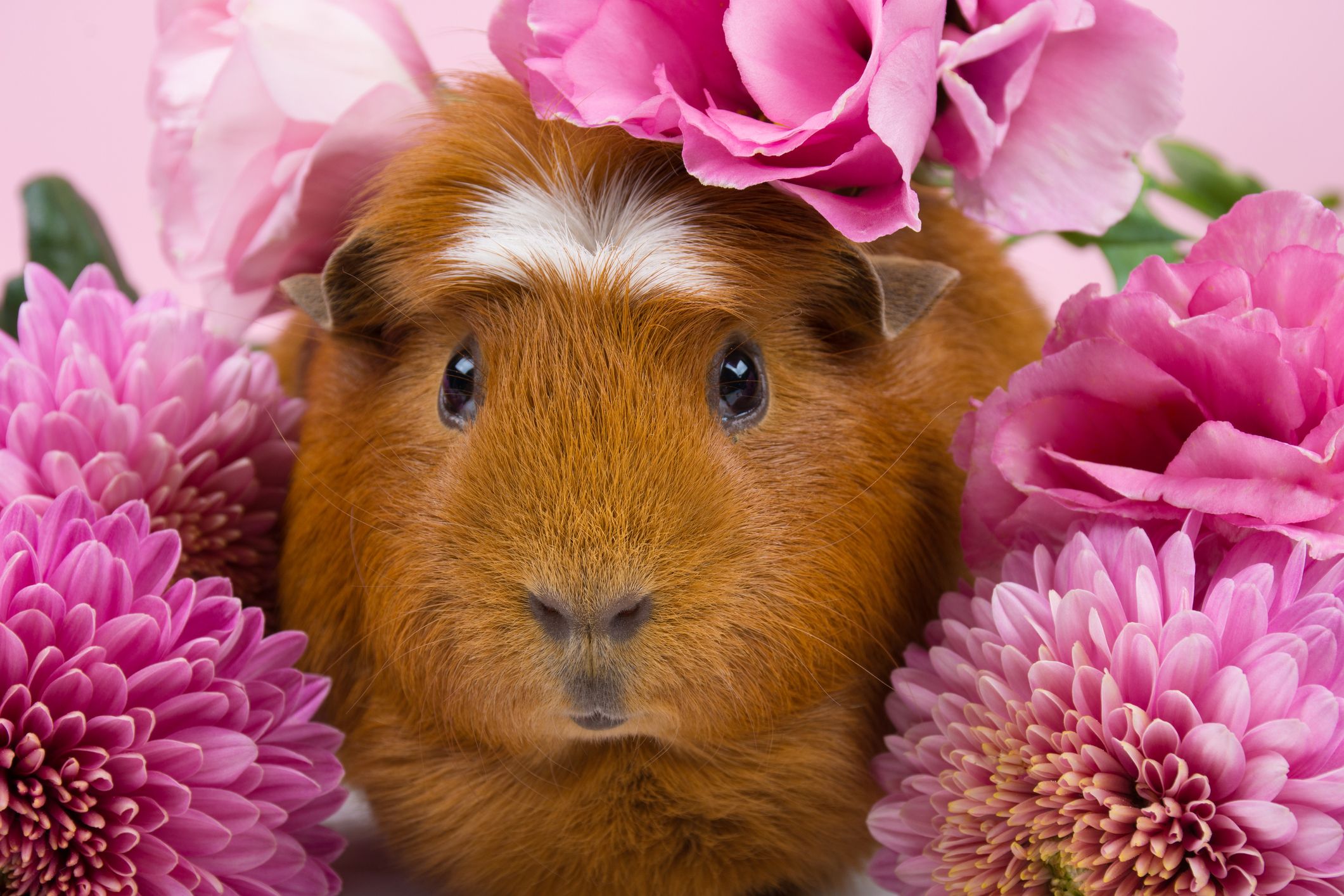 Black and white hot sale guinea pig breed