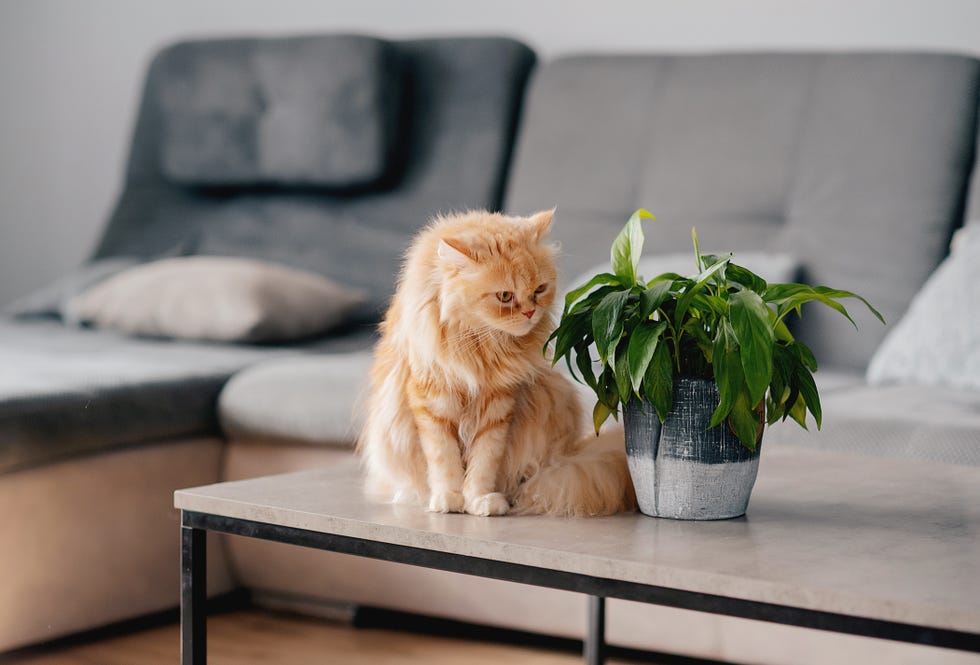 cute ginger cat on table indoors