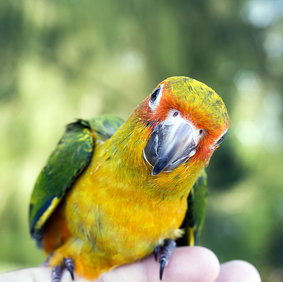 150 Best Bird Names - Bird Name Ideas