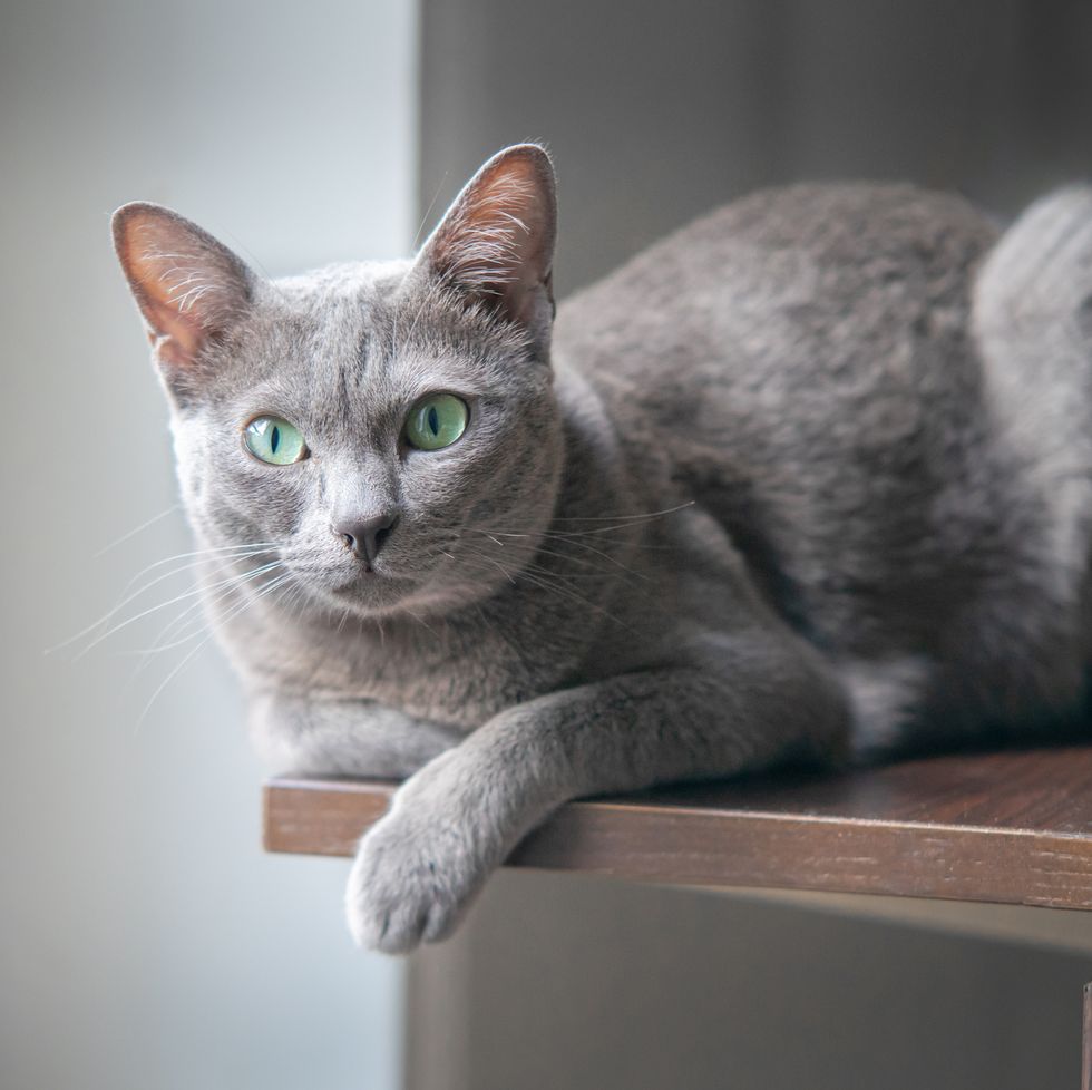 grey cat breeds korat