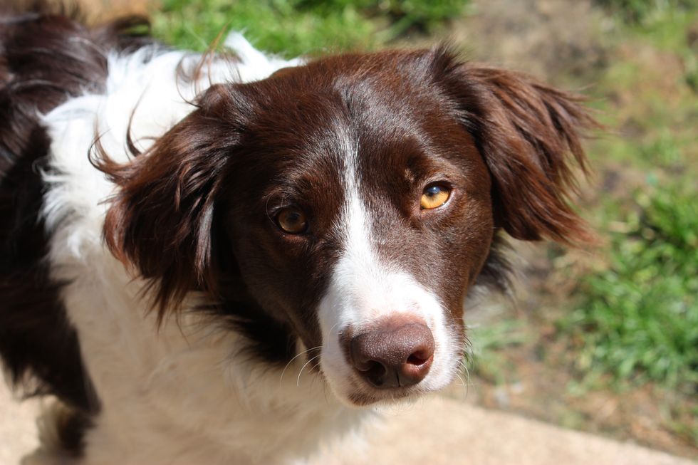 cute handsome liver and white sprollie springer collie cross dog
