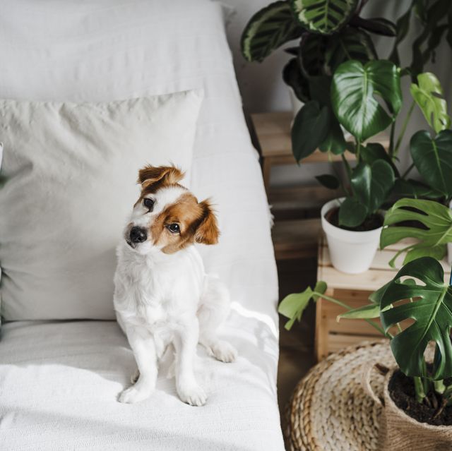 https://hips.hearstapps.com/hmg-prod/images/cute-jack-russell-terrier-on-sofa-in-living-room-at-royalty-free-image-1684271278.jpg?crop=0.668xw:1.00xh;0.272xw,0&resize=640:*