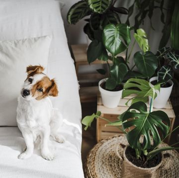 estas plantas petfriendly son aptas para mascotas y no son tóxicas para perros y gatos