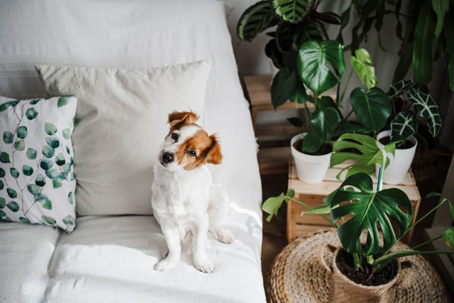 https://hips.hearstapps.com/hmg-prod/images/cute-jack-russell-terrier-on-sofa-in-living-room-at-royalty-free-image-1684271278.jpg?crop=1.00xw:0.752xh;0,0.184xh&resize=640:*