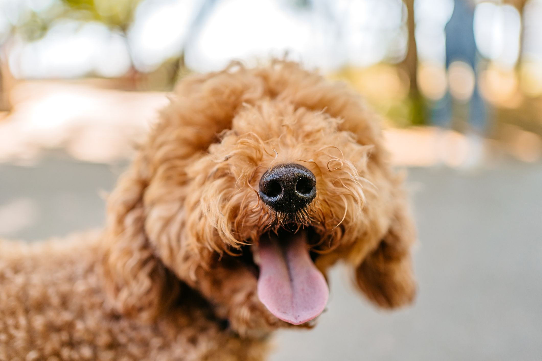 https://hips.hearstapps.com/hmg-prod/images/cute-labradoodle-dog-in-the-park-royalty-free-image-1699391675.jpg