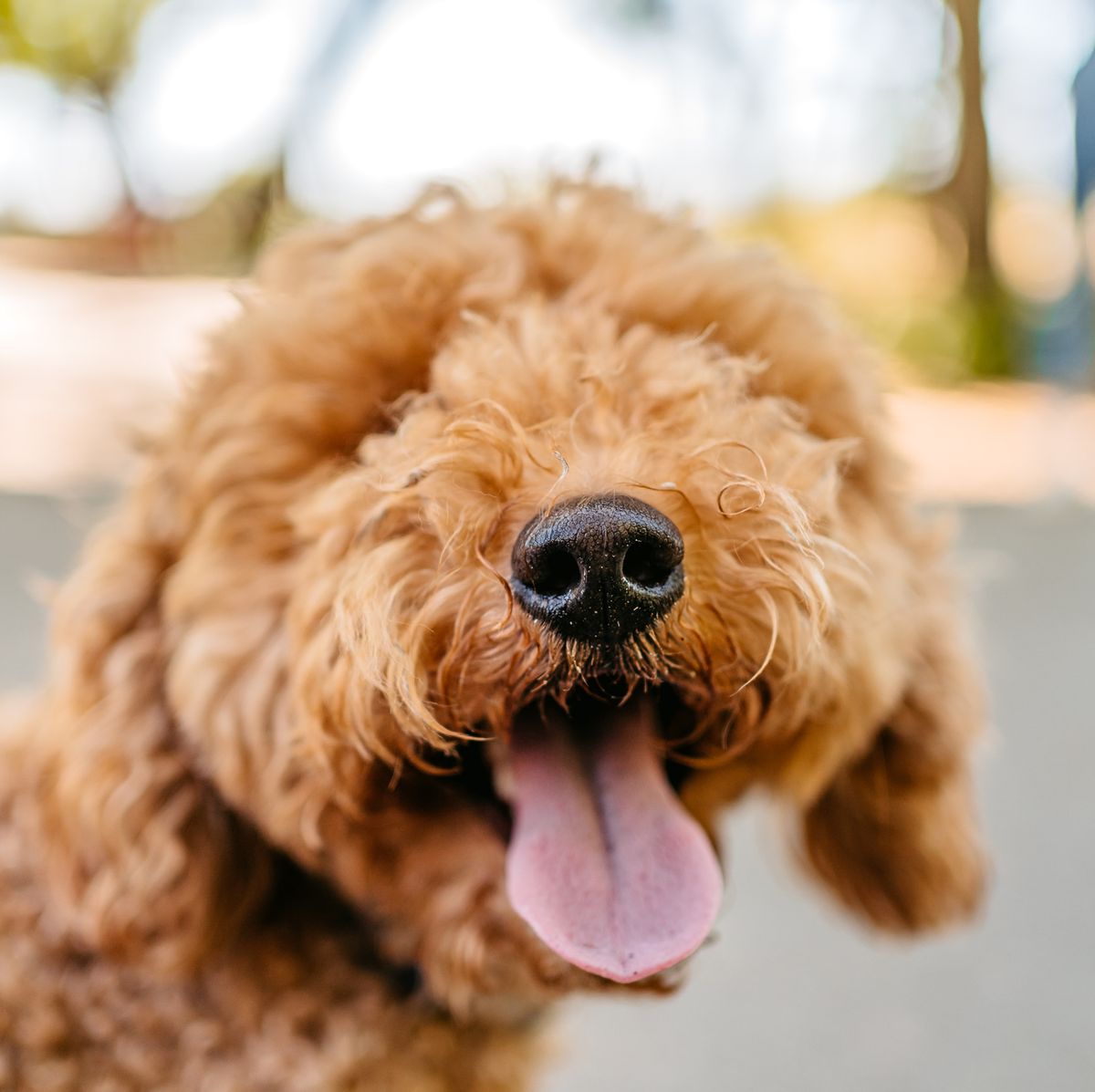 1200px x 1197px - Doodle Dogs Guide: What to Know About the Popular Poodle Mixes