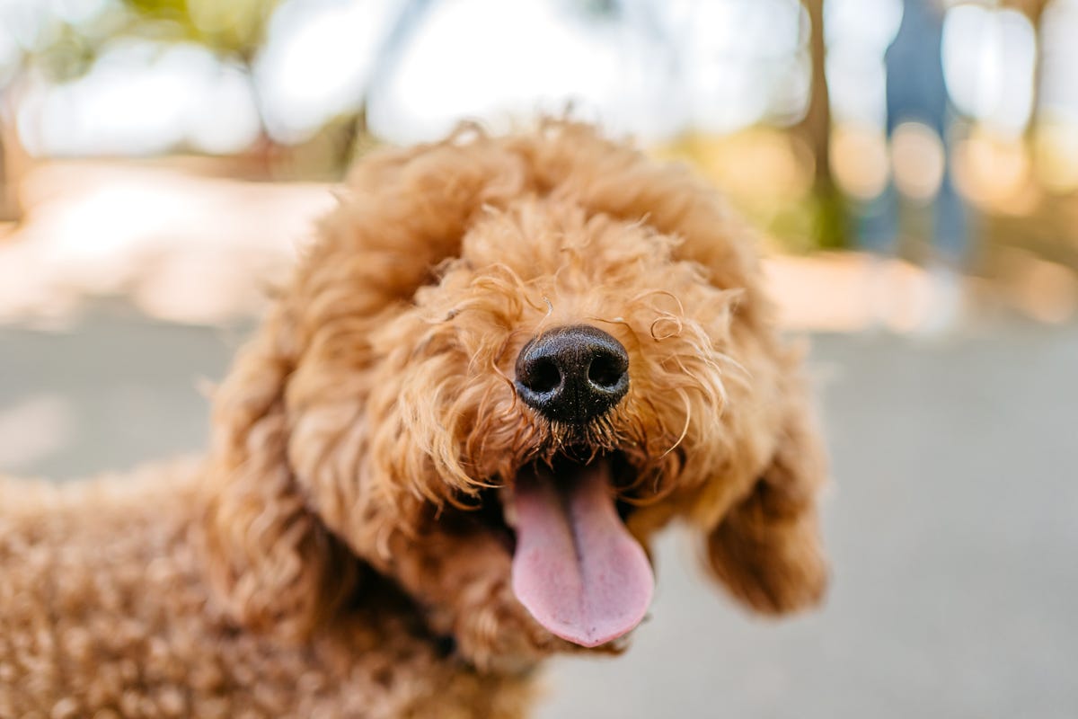 son los labradoodles buenos perros para correr